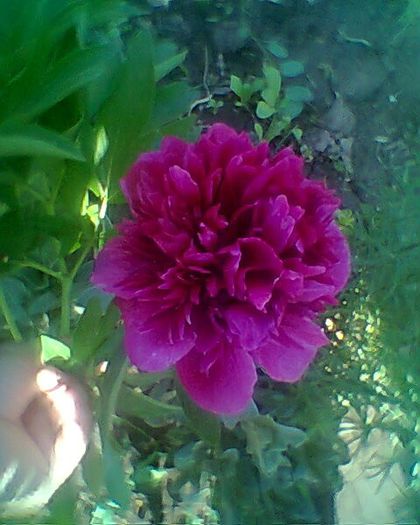 Photo^^0914 - flori de gradina 2013