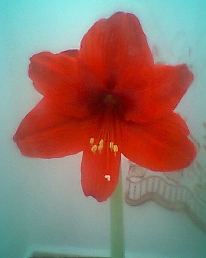 multumesc Niko - amaryllis2012-2013