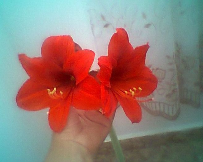 orange souvereign 3.5.2013 - amaryllis2012-2013