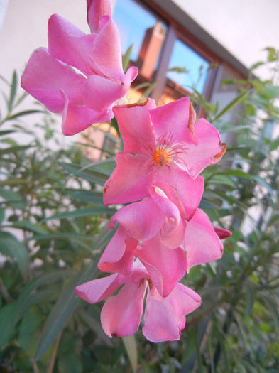 Pink Oleander (2013, May 03) - NERIUM Oleander