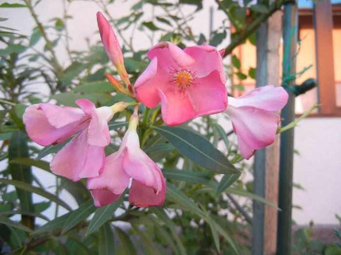 Pink Oleander (2013, May 03) - NERIUM Oleander