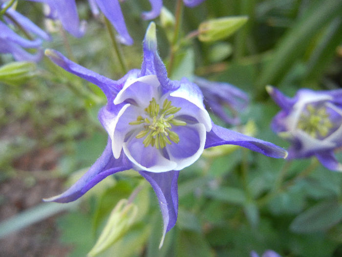 Aq. Winky Blue & White (2013, May 03) - Aquilegia Winky Blue White