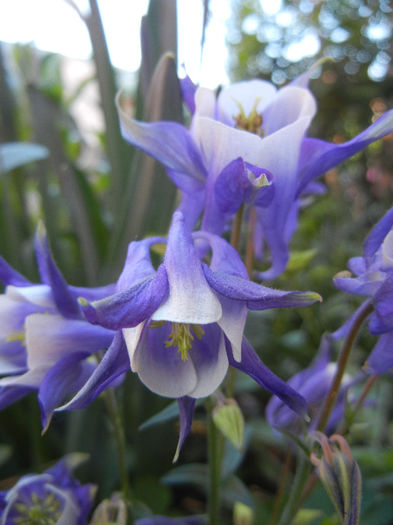 Aq. Winky Blue & White (2013, May 03) - Aquilegia Winky Blue White