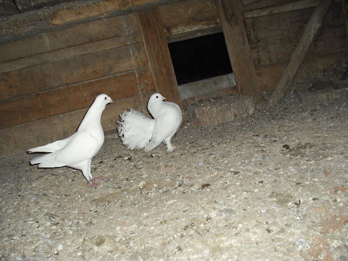 Ungur 2003 si infoiat 2010