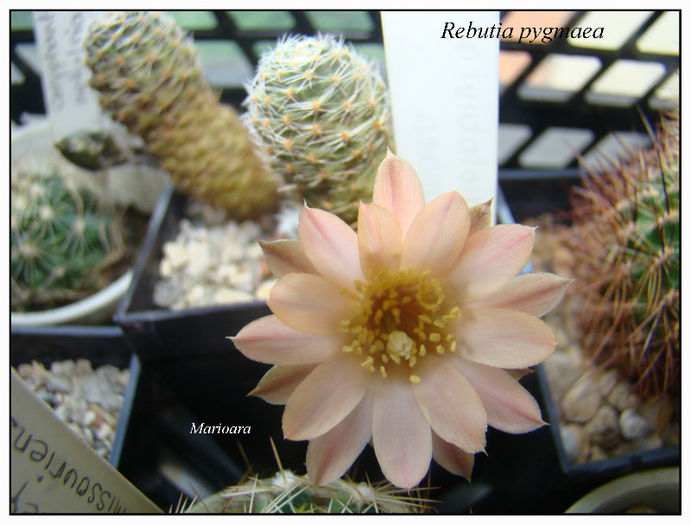 Rebutia pygmaea