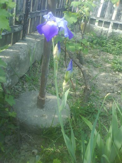 Iris - flori  diverse