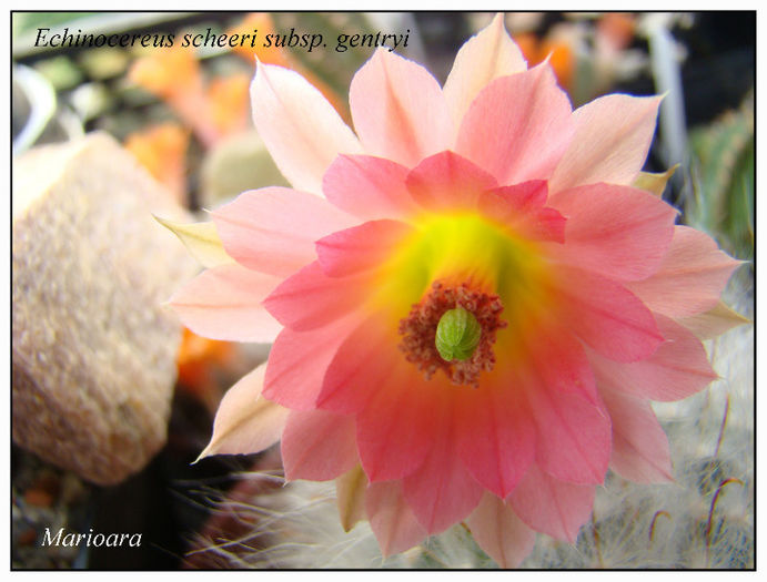 Echinocereus scheeri sp.gentryi