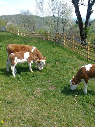 005 - vaci baltate romanesti se vand
