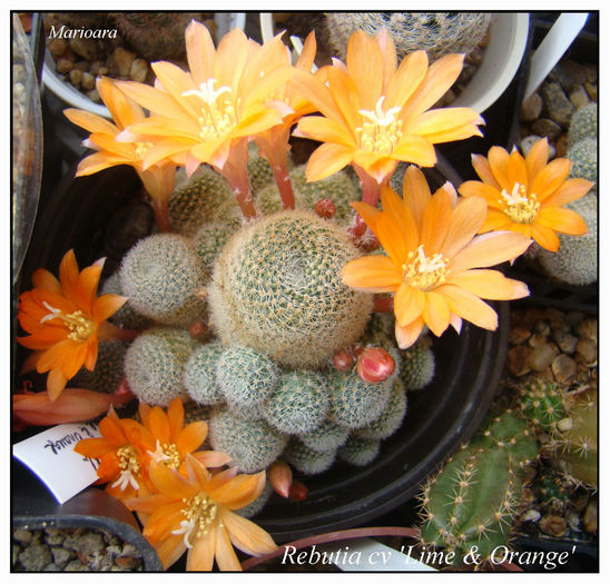 Rebutia cv 'Lime & Orange'