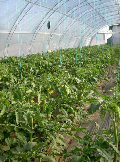 PICT6735 - 2013 Solar