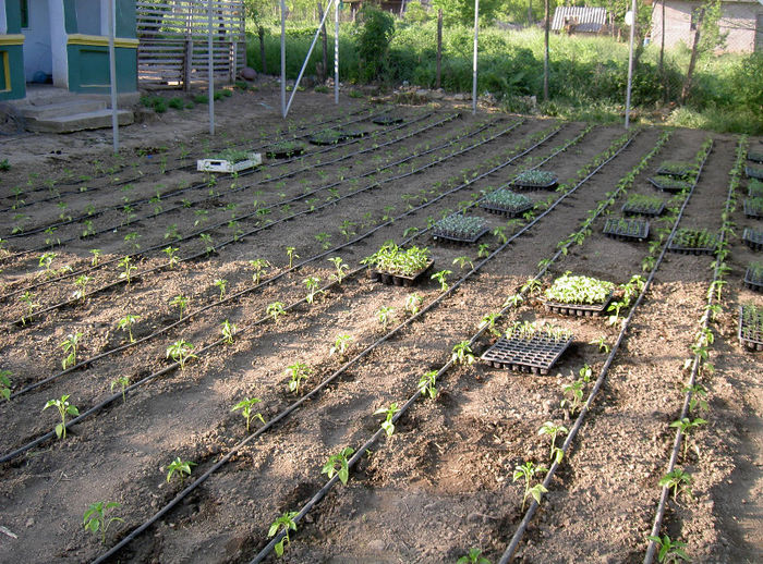 PICT6742 - 2013 Tunel