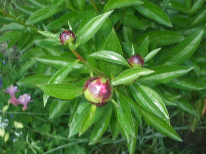 DSCF0489 - primavara