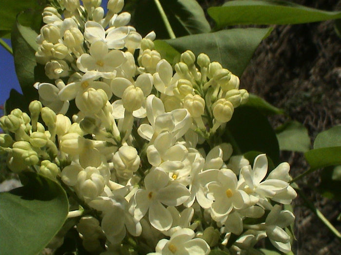 DSC00431 - Syringa Primrose