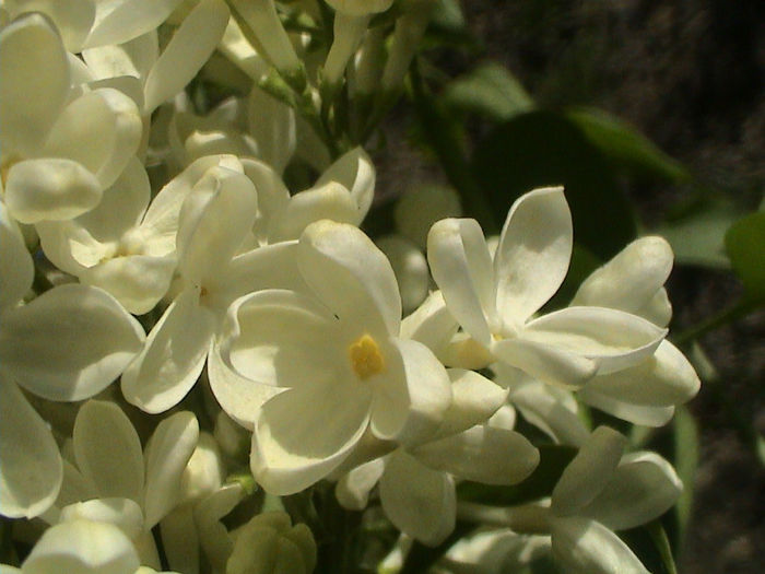 DSC00432 - Syringa Primrose