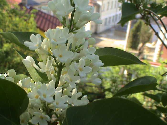 DSC00455 - Syringa Primrose