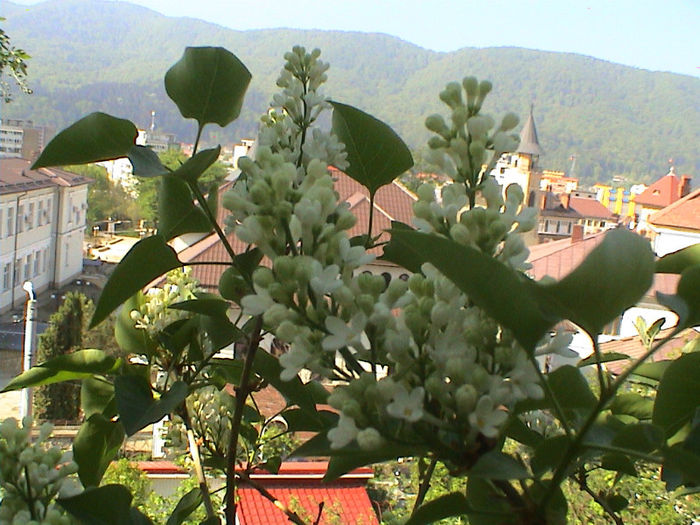 DSC00456 - Syringa Primrose