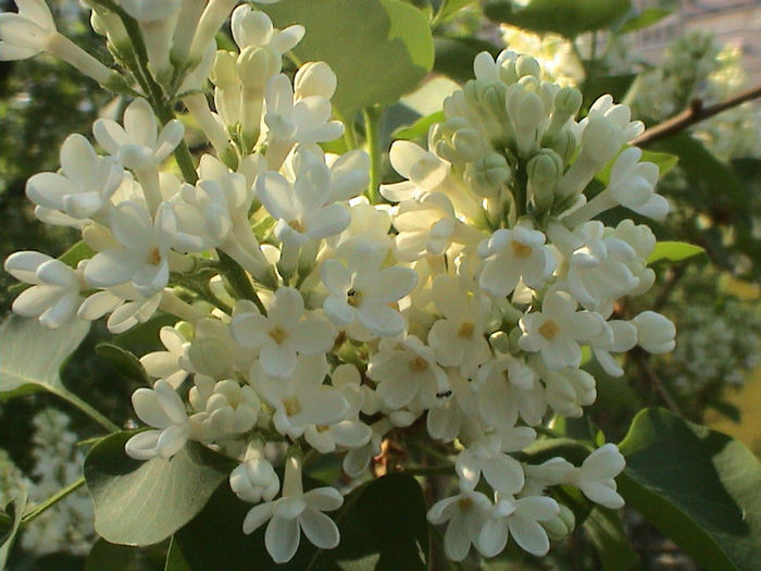 DSC00457 - Syringa Primrose