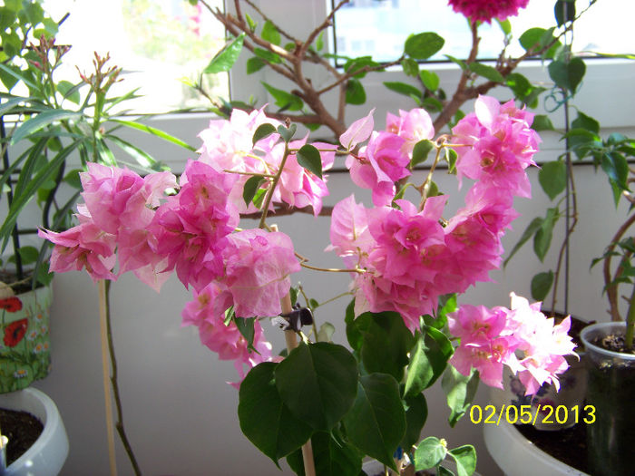 Pagoda Pink-Mikishor