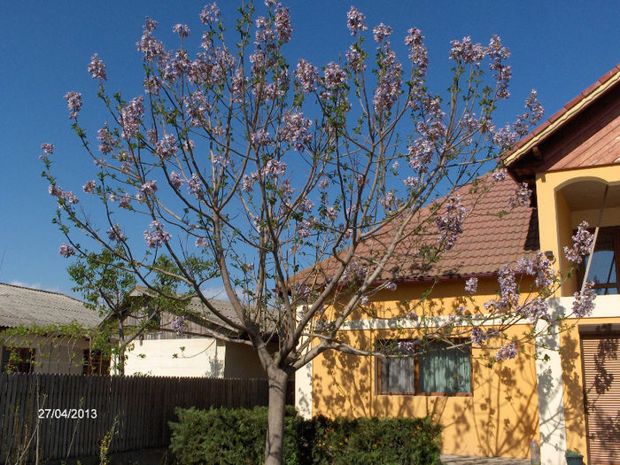 Paulownia mai 2013; Paulownia
