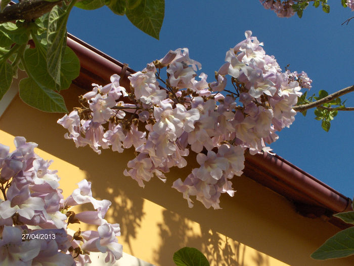 MAI 2013 026; Floare paulownia
