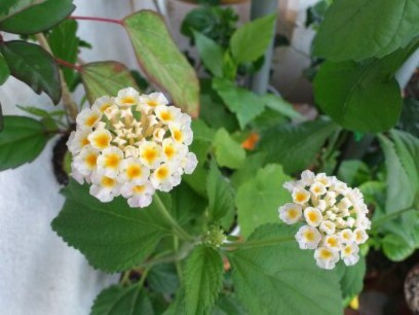 Lantana