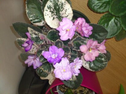 Buckeye Befuddled - Violete