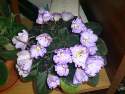 Roob's pewter bells - Violete