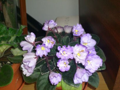 Roob's pewter bells - Violete