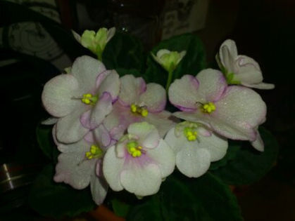 1367565653785 - Violete