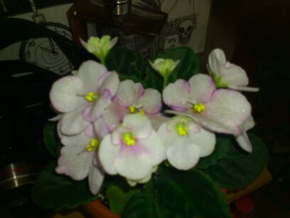 1367565660366 - Violete