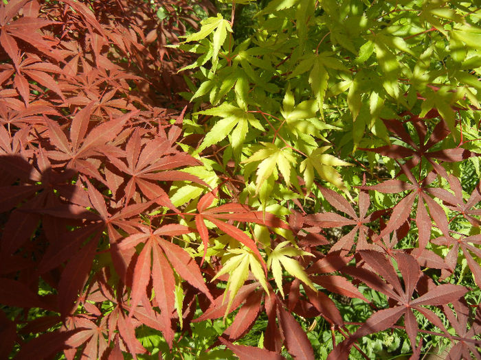 Acer Bloodgood & Katsura (2013, May03) - Acer palmatum_Japanese Maples