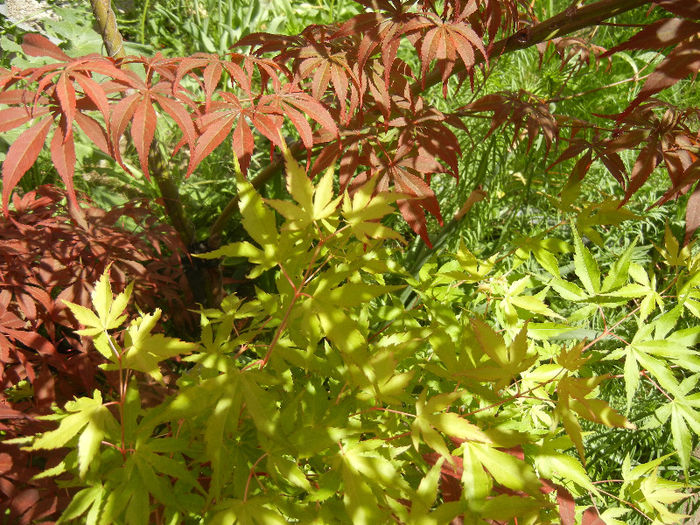 Acer Bloodgood & Katsura (2013, May03) - Acer palmatum_Japanese Maples