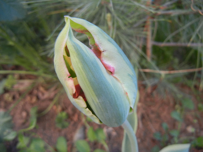 Tulip_Lalea (2013, April 28)