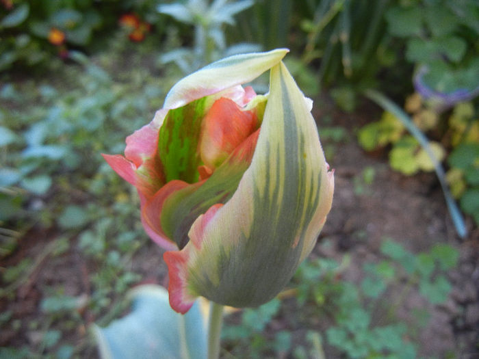 Tulip_Lalea (2013, May 01) - 05 Garden in May