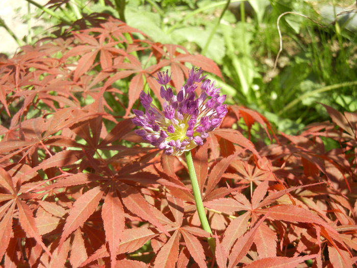 Acer Bloodgood  & Allium (2013, May 03) - 05 Garden in May