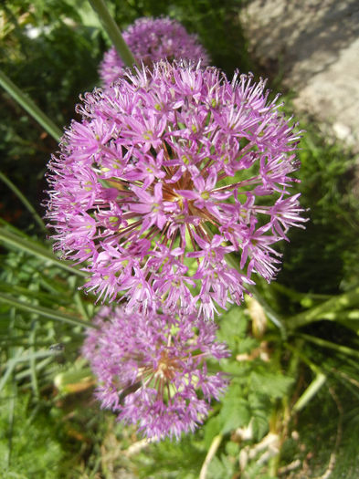 Allium Purple Sensation (2013, May 03) - Allium aflatunense Purple