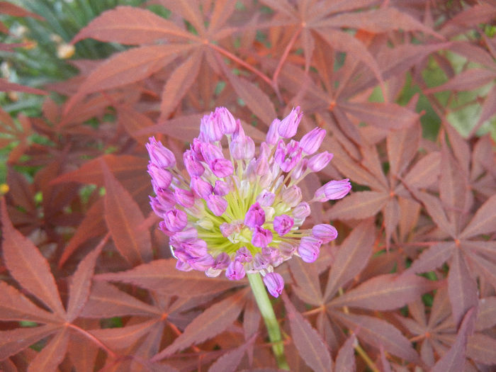 Allium Purple Sensation (2013, May 03)