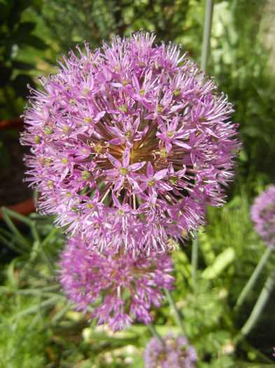 Allium Purple Sensation (2013, May 03) - Allium aflatunense Purple