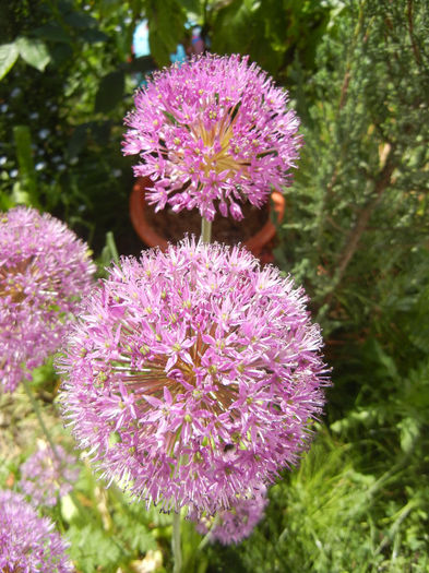 Allium Purple Sensation (2013, May 03) - Allium aflatunense Purple