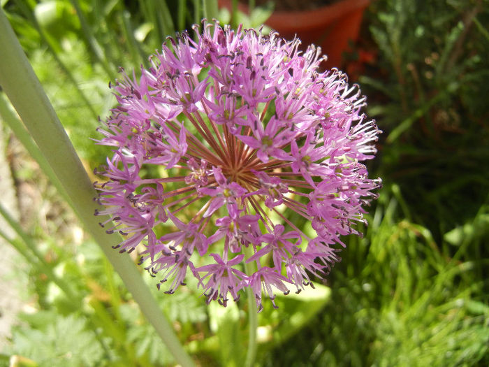 Allium Purple Sensation (2013, May 03) - Allium aflatunense Purple