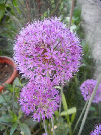 Allium Purple Sensation (2013, May 03) - Allium aflatunense Purple