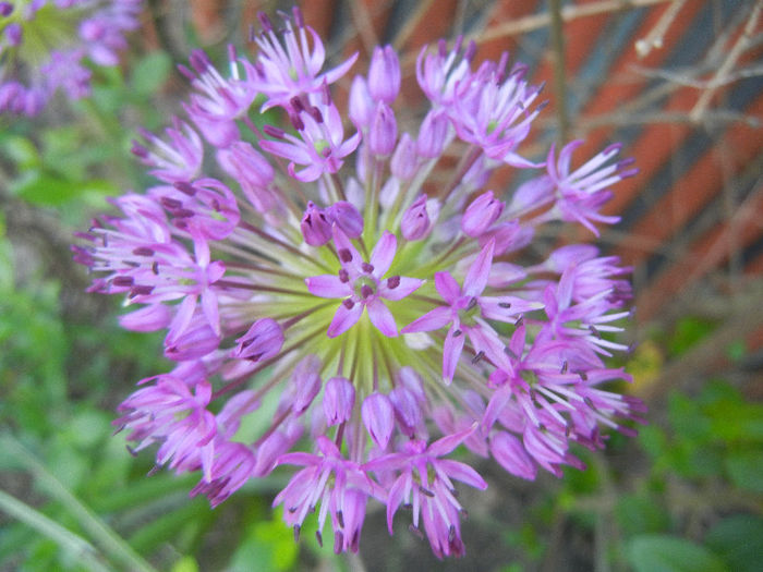 Allium Purple Sensation (2013, May 03)