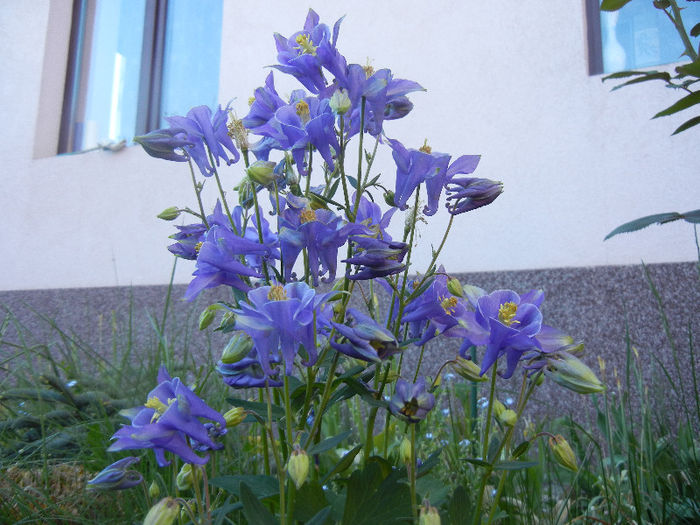 Aquilegia Blue (2013, May 03) - Aquilegia Blue