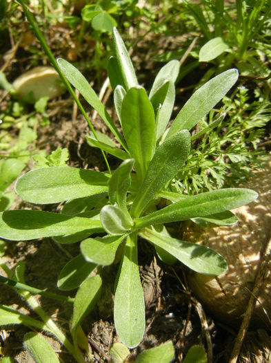 Leontopodium alpinum (2013, April 29)