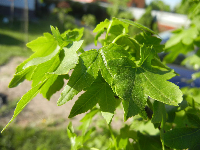 Liquidambar styraciflua (2013, May 03)
