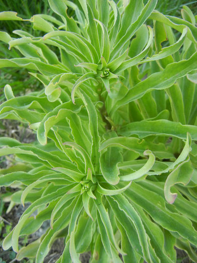 Madonna Lily (2013, April 25) - LILY Madonna Lily