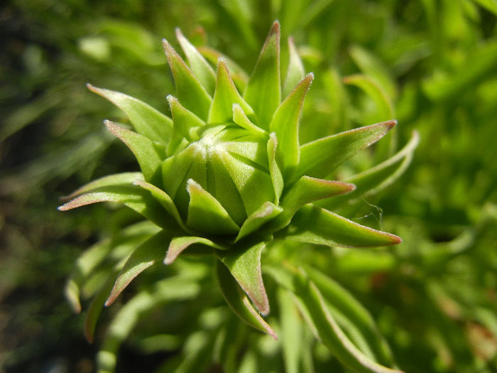 Madonna Lily (2013, May 03)