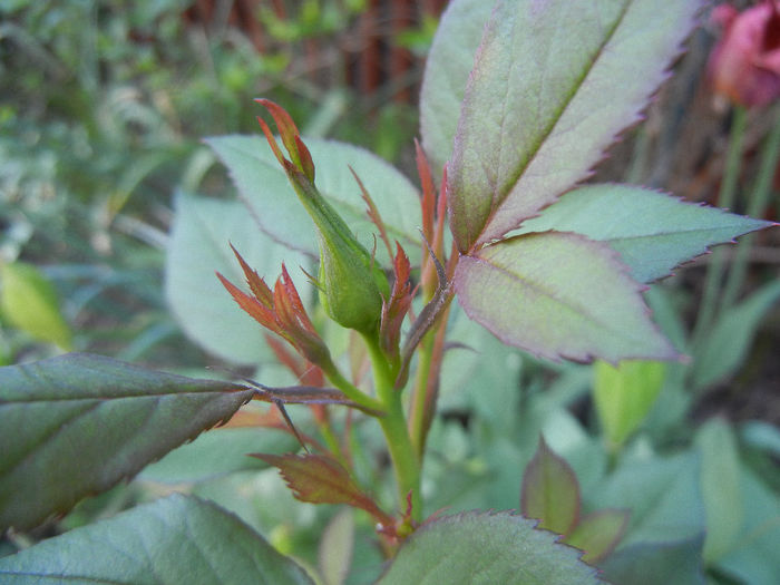 Miniature Rose bud (2013, May 03) - 05 Garden in May