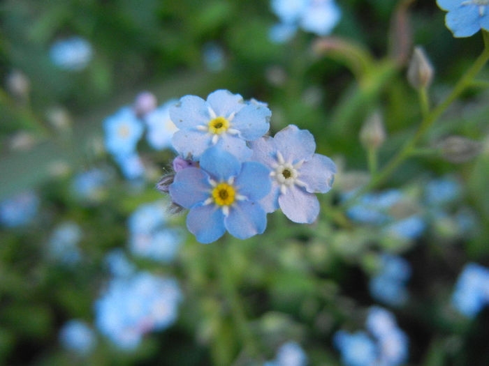 Myosotis alpestris (2013, May 03) - MYOSOTIS Alpestris