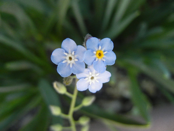 Myosotis alpestris (2013, May 03) - MYOSOTIS Alpestris